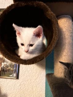 6 kleine Kitten weiß und getigert suchen ein liebevolles zu Hause