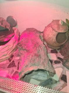 3 Leopardengeckos mit komplettset Terrarium.