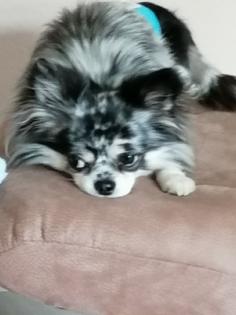 Deckrüde Chihuahua Silber Merle