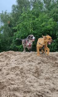 Aussiedor Mix Welpen suchen ab sofort ein zuhause