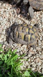 Griechische Landschildkröten