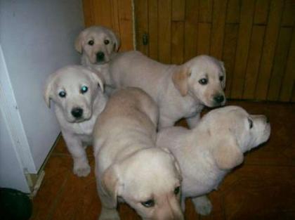 Kinderliebe labrador welpen