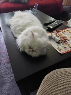 2 kleine Persa Katzen zuverkaufen