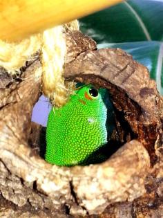 Phelsuma madagascariensis grandis, Jungtiere aus eigener Nachzucht