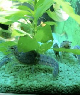 3 wunderschöne Floridakrebse abzugeben