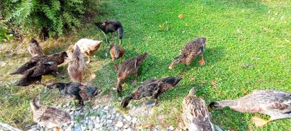 Laufenten. Enten/ Erpel