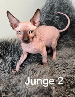 Süße Sphynx Kitten