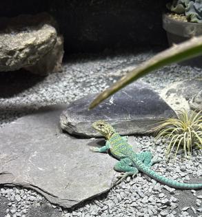 Crotaphytus collaris collaris Halsbandleguan