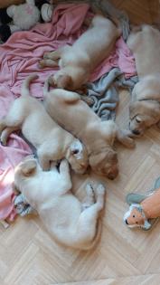 Unsere süßen Labrador Welpen