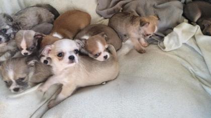 Süsse Chihuahua shitzu Mix Welpen