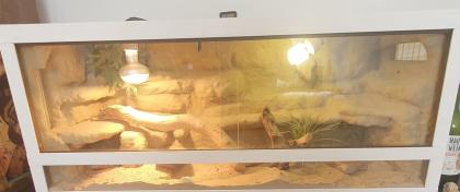 Bartagame inkl. Terrarium abzugeben