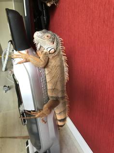 Roter Leguan abzugeben
