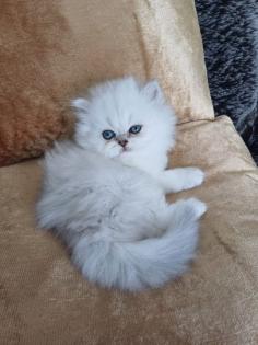Reinrassige Perserbabys