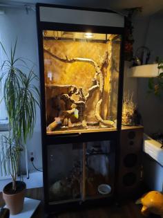 Terrarium mit 1Boa und 1Kornnatter