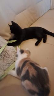 BKH Babykatzen