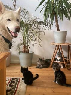 Main Coon Katze