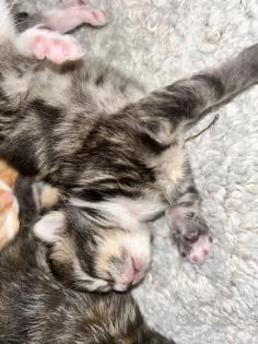 Main Coon Perser Babys