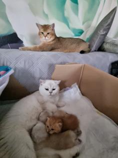BKH DECKKATER PASCHA