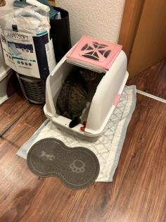 BKH Katzen Sie sind Geschwister