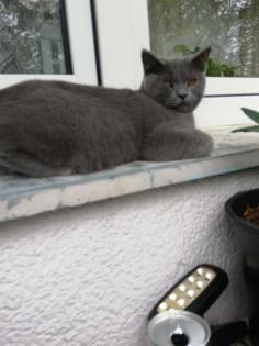 Britisch kurzhaar Deckkater