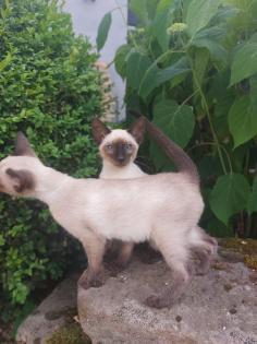 Reinrassige Siam Kitten