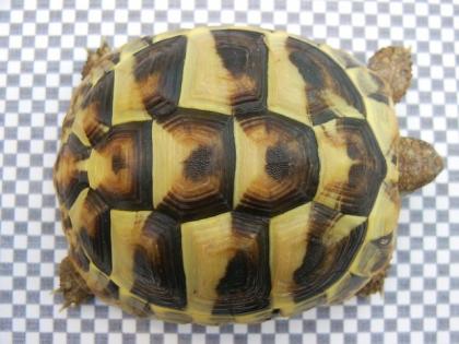 Griechische Landschildkröten aus Kleve