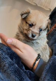 Yorkshire-Pomeranian Zwergspitz Welpen