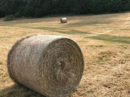 Heu 2. Schnitt für Pferde rinder schafe