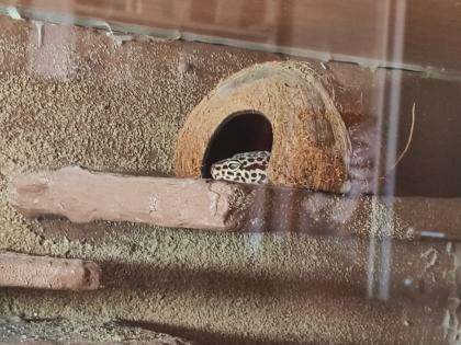 Terrarium mit 3 Leopardgecko Weibchen