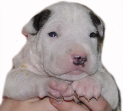 American Staffordshire X Bull Terrier