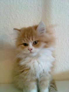 Perserkater 7 Monate alt zu verkaufen