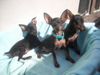 Megasüße Zwergpinscher-Mädchen zum Liebhaben