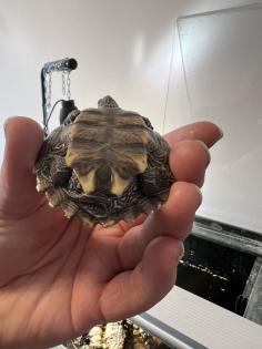 Wasserschildkröte Mississippi Höckerschildkröte