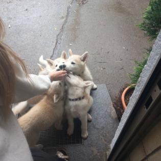 Akita Husky im Allgäu