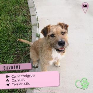 Silvo. freundlich und lieb, geht sehr gerne Spaziergänge