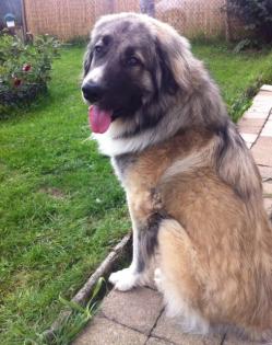 Herdenschutzhund sucht erfahrenes Zuhause