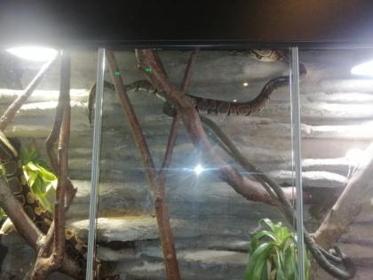 3 konigspyton und xl terrarium