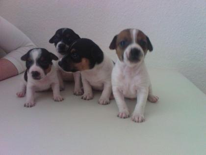 Hunde welpen zu verkaufen