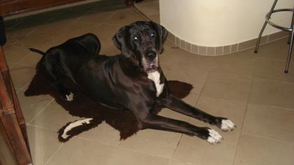Deutsche Dogge Hündin sucht neues Zuhause Preis VHB