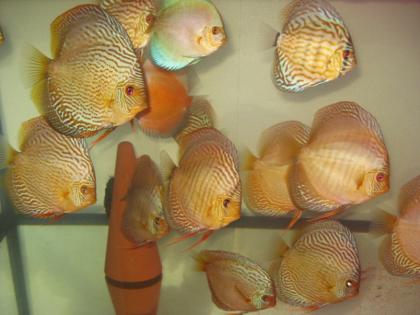 Parasitenfreie diskus abzugeben