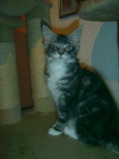 Super süßes Maine Coon Katerchen