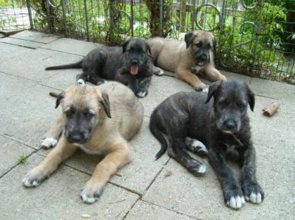 Irish Wolfhound-Welpen ohne Papiere