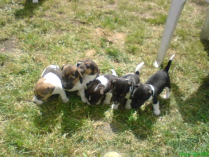 Verkaufe Jackrussel Terrier Welpen