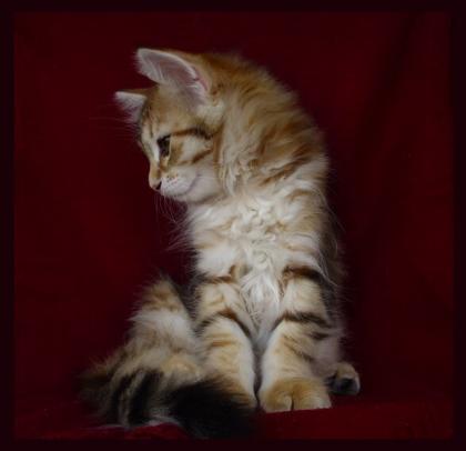 Cattery Amavi PL - new litter of siberian cats