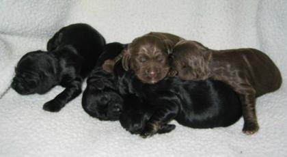Niedliche Cocker Spaniel Welpen für einen guten Preis. 200