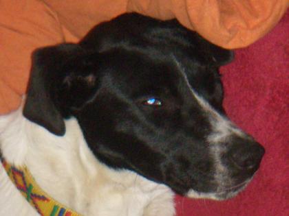 Wunderschöner English Setter mix sucht Ein Endplatz oder Pflegestelle