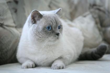 British Colourpoint Kitten mit Schokolade