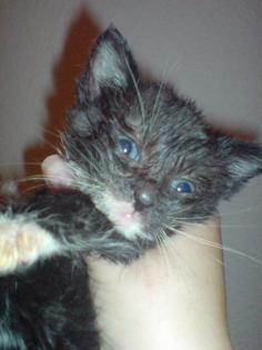 Verkaufe in 4 Wochen einen kleinen Kater