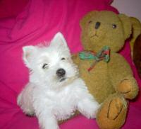 Süße West Highland Terrier