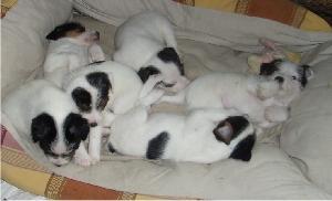 Parson Russell Terrier Welpen
